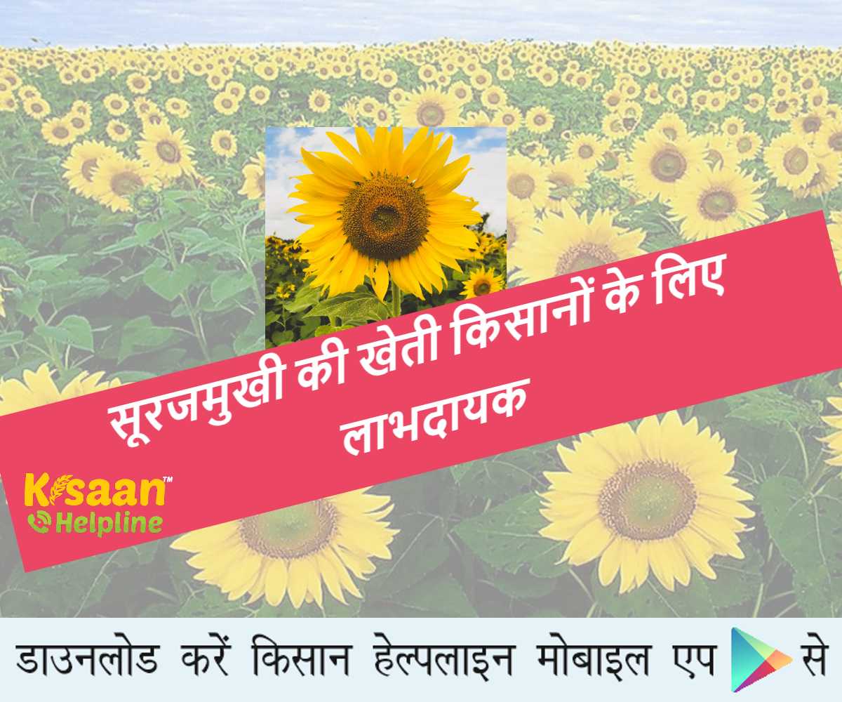 सूरजमुखी की खेती किसानों के लिए लाभदायक, जानिए खेती के तौर-तरीके के बारे में